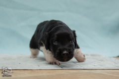 © all rights reserved - Photo by Lisanne Bakker