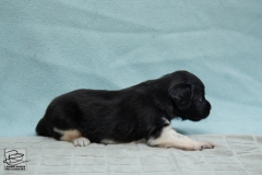 © all rights reserved - Photo by Lisanne Bakker