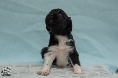 © all rights reserved - Photo by Lisanne Bakker