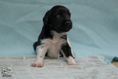 © all rights reserved - Photo by Lisanne Bakker