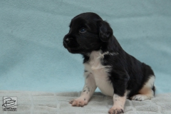 © all rights reserved - Photo by Lisanne Bakker