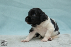 © all rights reserved - Photo by Lisanne Bakker