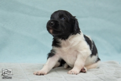 © all rights reserved - Photo by Lisanne Bakker