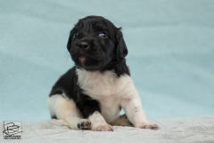 © all rights reserved - Photo by Lisanne Bakker