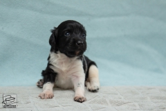 © all rights reserved - Photo by Lisanne Bakker