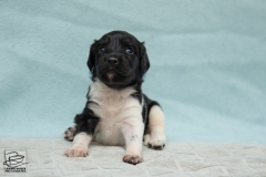 © all rights reserved - Photo by Lisanne Bakker