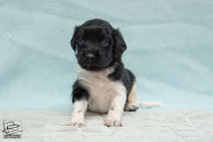 © all rights reserved - Photo by Lisanne Bakker