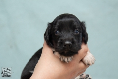 © all rights reserved - Photo by Lisanne Bakker