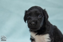 © all rights reserved - Photo by Lisanne Bakker