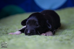 © all rights reserved - Photo by Lisanne Bakker