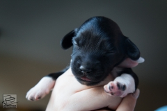 © all rights reserved - Photo by Lisanne Bakker