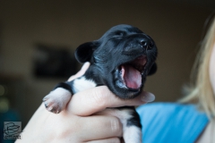 © all rights reserved - Photo by Lisanne Bakker