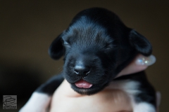 © all rights reserved - Photo by Lisanne Bakker