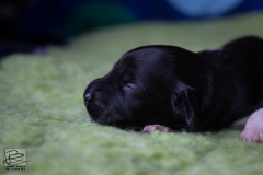 © all rights reserved - Photo by Lisanne Bakker