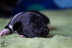 © all rights reserved - Photo by Lisanne Bakker