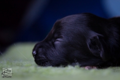 © all rights reserved - Photo by Lisanne Bakker