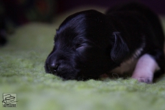 © all rights reserved - Photo by Lisanne Bakker