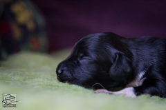 © all rights reserved - Photo by Lisanne Bakker