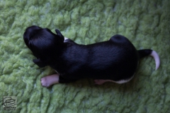 © all rights reserved - Photo by Lisanne Bakker