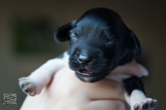 © all rights reserved - Photo by Lisanne Bakker