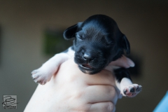 © all rights reserved - Photo by Lisanne Bakker