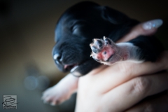 © all rights reserved - Photo by Lisanne Bakker