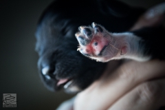 © all rights reserved - Photo by Lisanne Bakker