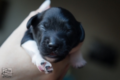 © all rights reserved - Photo by Lisanne Bakker