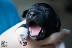 © all rights reserved - Photo by Lisanne Bakker