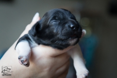 © all rights reserved - Photo by Lisanne Bakker