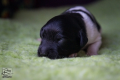 © all rights reserved - Photo by Lisanne Bakker