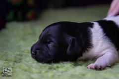 © all rights reserved - Photo by Lisanne Bakker