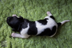 © all rights reserved - Photo by Lisanne Bakker