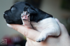 © all rights reserved - Photo by Lisanne Bakker