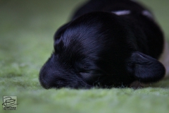 © all rights reserved - Photo by Lisanne Bakker