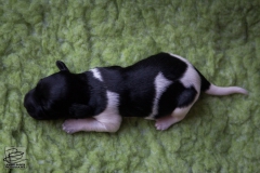 © all rights reserved - Photo by Lisanne Bakker