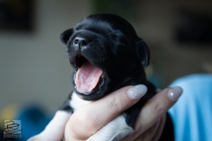 © all rights reserved - Photo by Lisanne Bakker