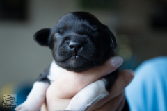 © all rights reserved - Photo by Lisanne Bakker