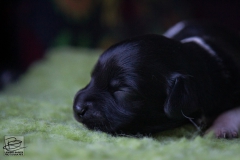 © all rights reserved - Photo by Lisanne Bakker