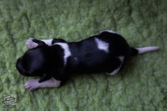 © all rights reserved - Photo by Lisanne Bakker