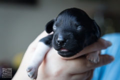 © all rights reserved - Photo by Lisanne Bakker