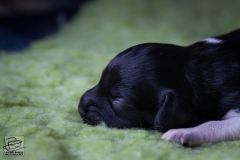 © all rights reserved - Photo by Lisanne Bakker