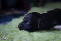 © all rights reserved - Photo by Lisanne Bakker