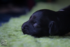 © all rights reserved - Photo by Lisanne Bakker