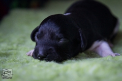 © all rights reserved - Photo by Lisanne Bakker