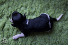 © all rights reserved - Photo by Lisanne Bakker