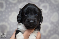 © all rights reserved - Photo by Lisanne Bakker