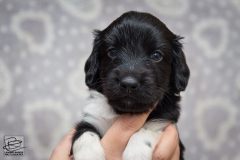 © all rights reserved - Photo by Lisanne Bakker