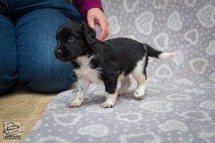 © all rights reserved - Photo by Lisanne Bakker