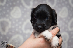 © all rights reserved - Photo by Lisanne Bakker